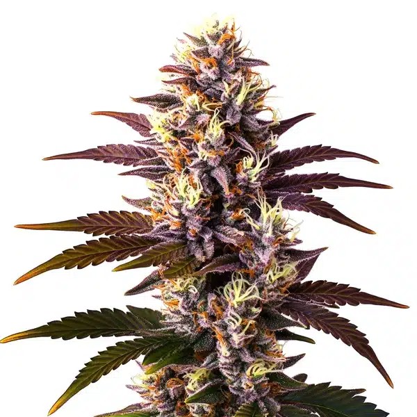 Mazar x Blueberry-image