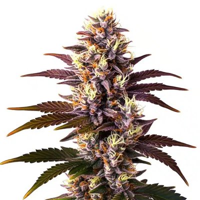 Mazar x Blueberry