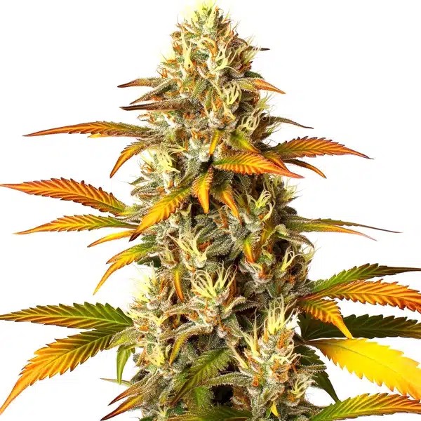 Melon Gum-image