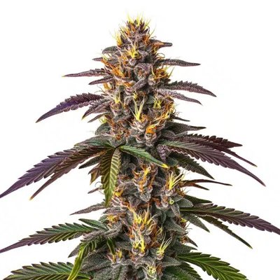 Mendocino Purple Kush