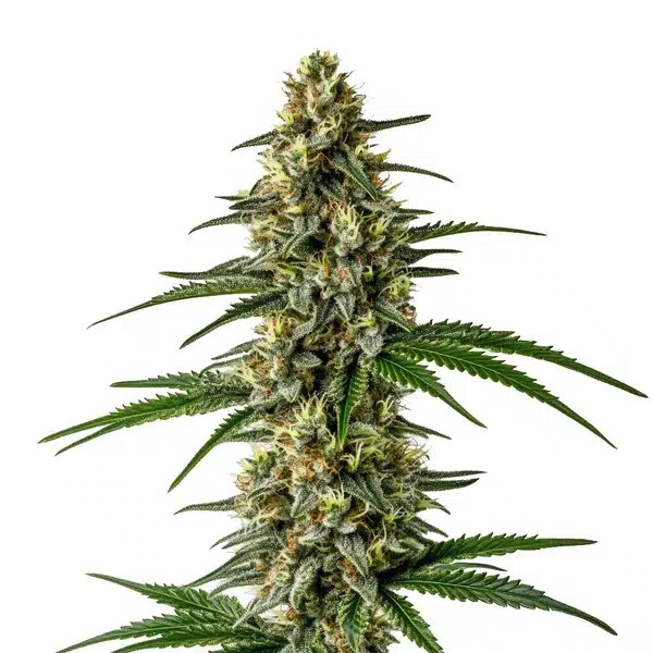 Mexican Haze-image