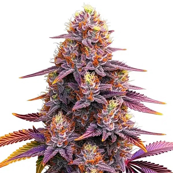 Mimosa F1-image