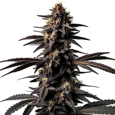 Miracle Alien Cookies