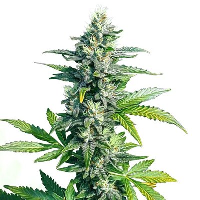 MK Ultra