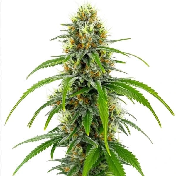 Moby Dick-image