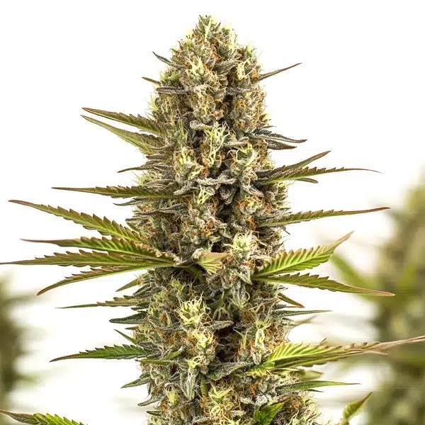 Moby Plant-image