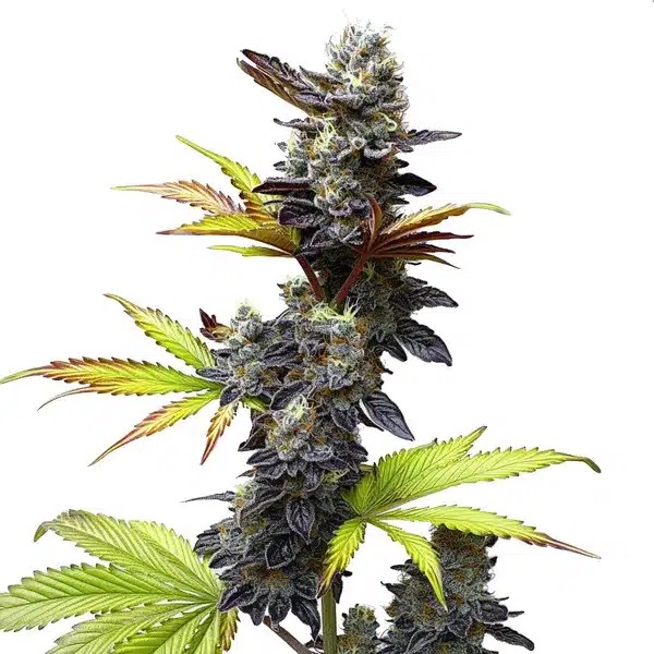Mochi Gelato-image