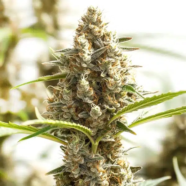 Monkey OG-image