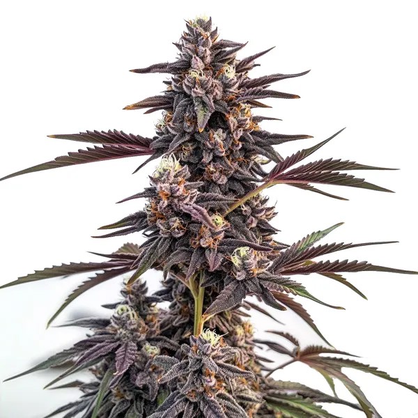 Moonshine Cookies-image