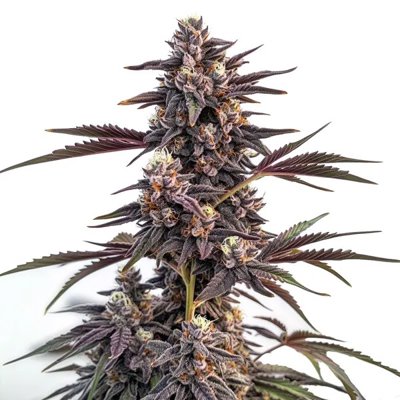Moonshine Cookies