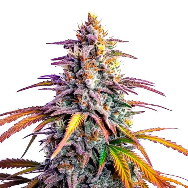 Motor Breath x Honey Drop-image
