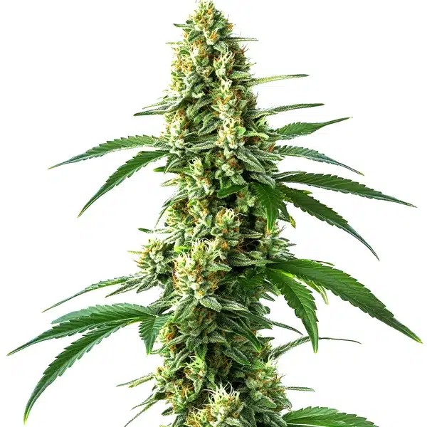 Nicole Kush-image