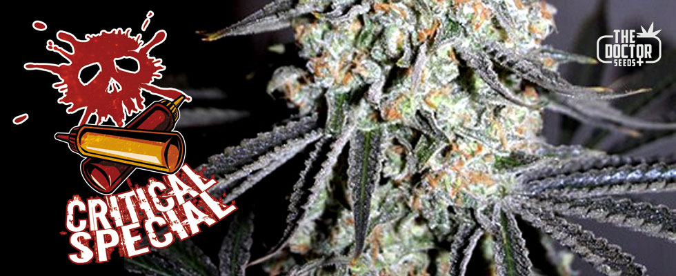 critical-special-image