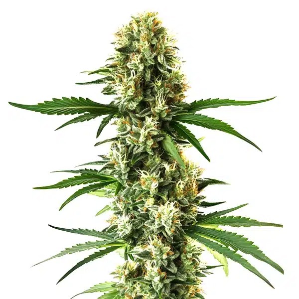 Nikki & Swami’s Lemon OG-image