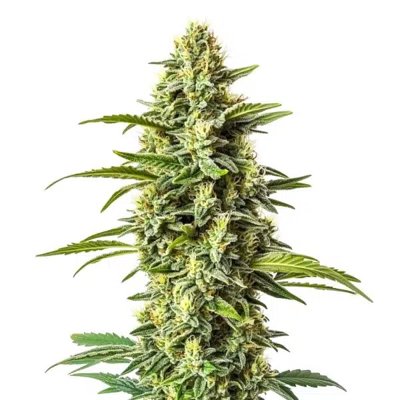 Northern Critical