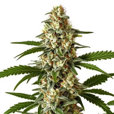 Northern Light CBD