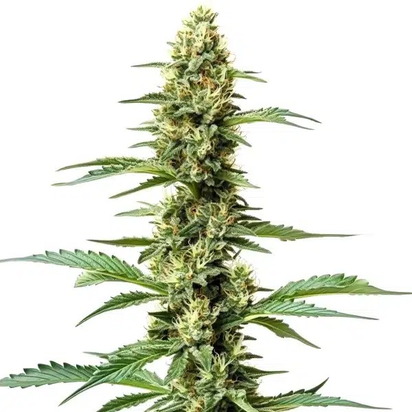 Northern Light x Chronic-image