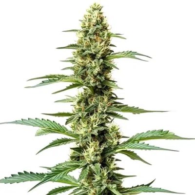 Northern Light x Chronic