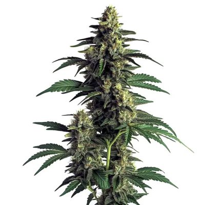 Northern Lights