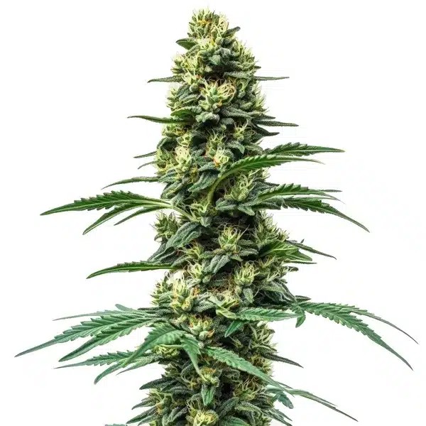 Northern Lights #10 x Amnesia Haze-image