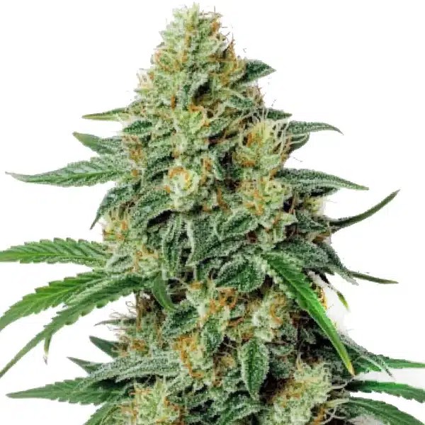 Northern Lights #5 x Amnesia Haze-image