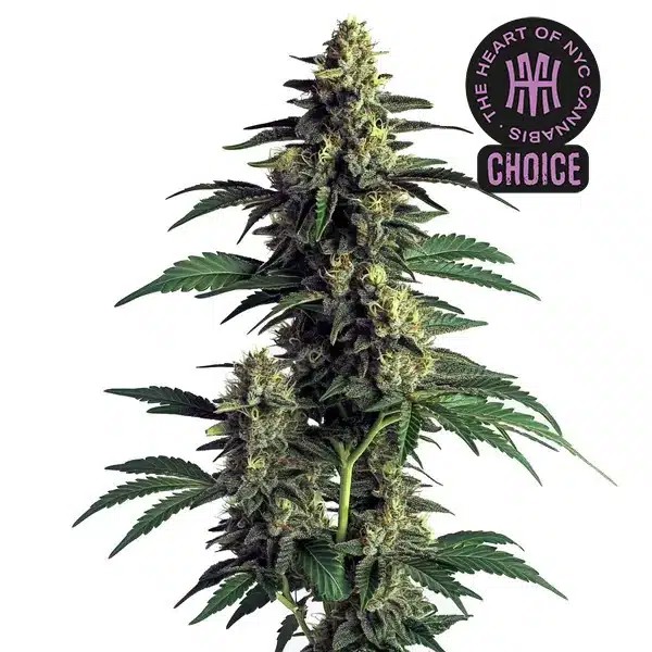 Northern Lights HMC Edition-image