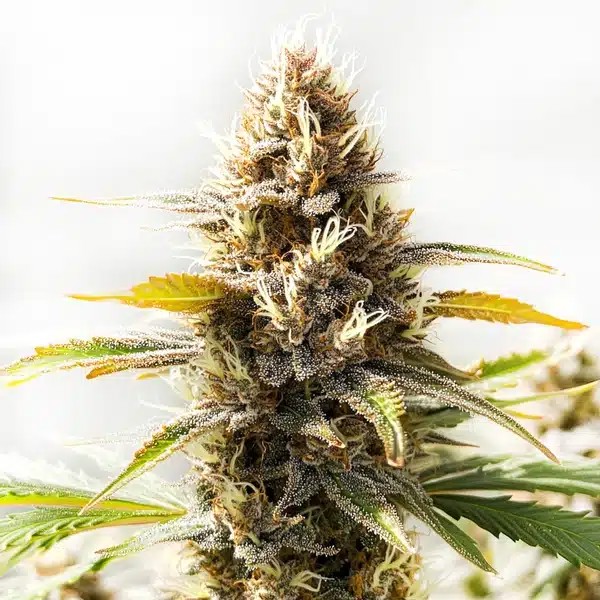 Northern Lights x Cinderella 99-image