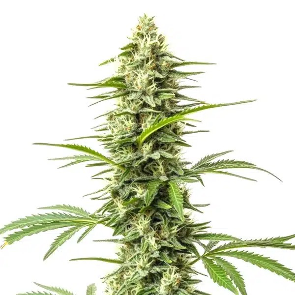 Northern Lights x Do-Si-Dos-image