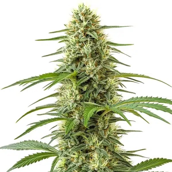 Northern Lights x Skunk-image