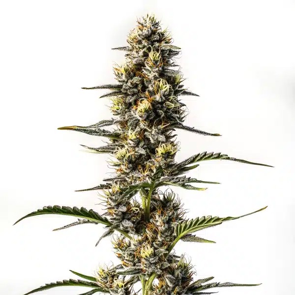 NYC Diesel-image