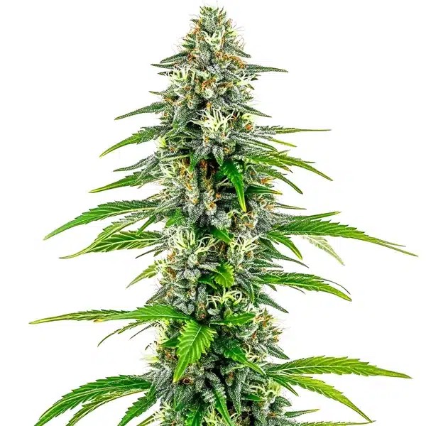 NYC Diesel Regular-image