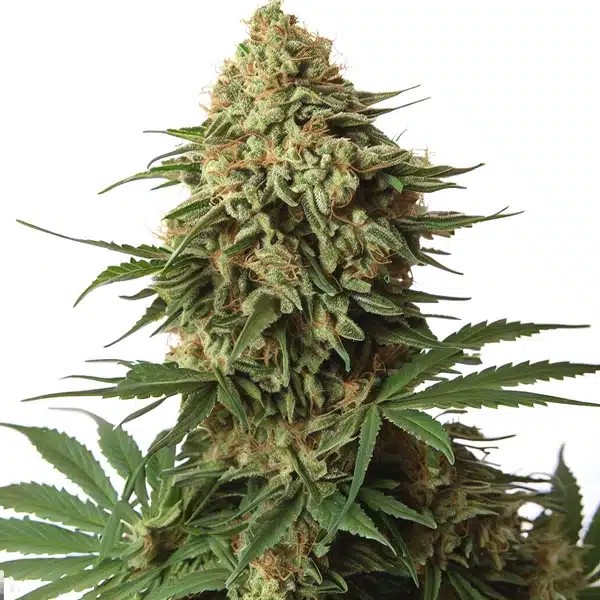 OG 18 Kush Extraction-image