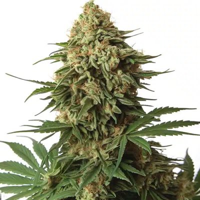 OG 18 Kush Extraction