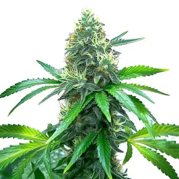 OG Kush-image