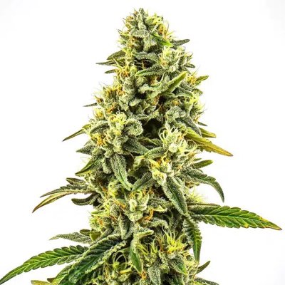 OG Kush CBD