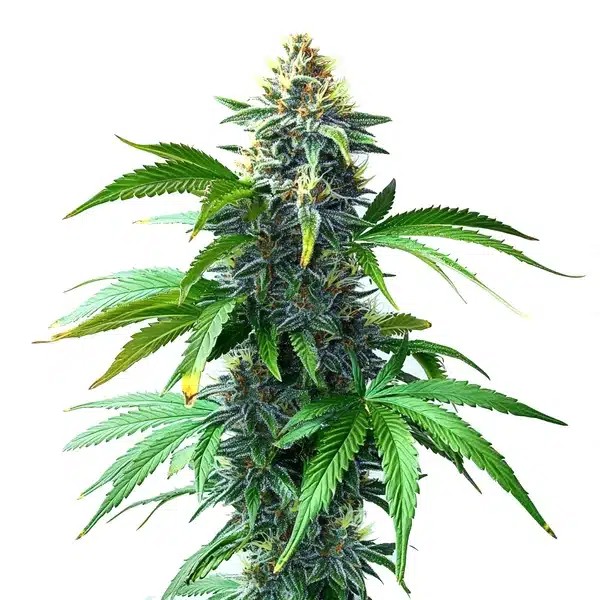OG Kush F1-image