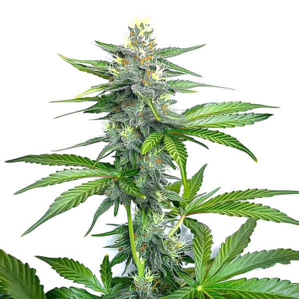 OG Kush Fast Version-image