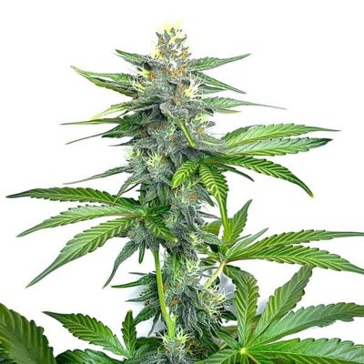 OG Kush Fast Version
