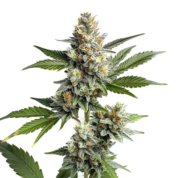 OG Kush Regular-image