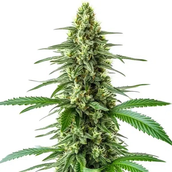 OG Kush x Amnesia-image