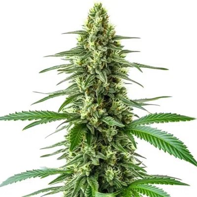 OG Kush x Amnesia