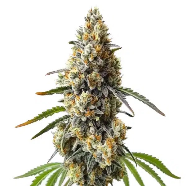 OG Kush x Diesel-image