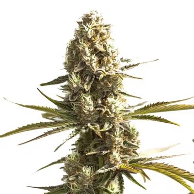 OG Kush x Hash Plant