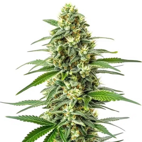 OG Kush x Mazar-image