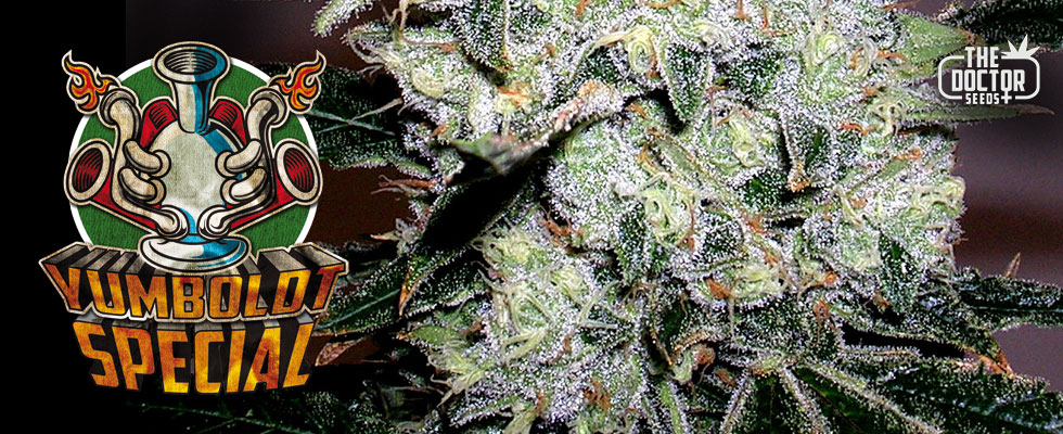 yumboldt-special-image