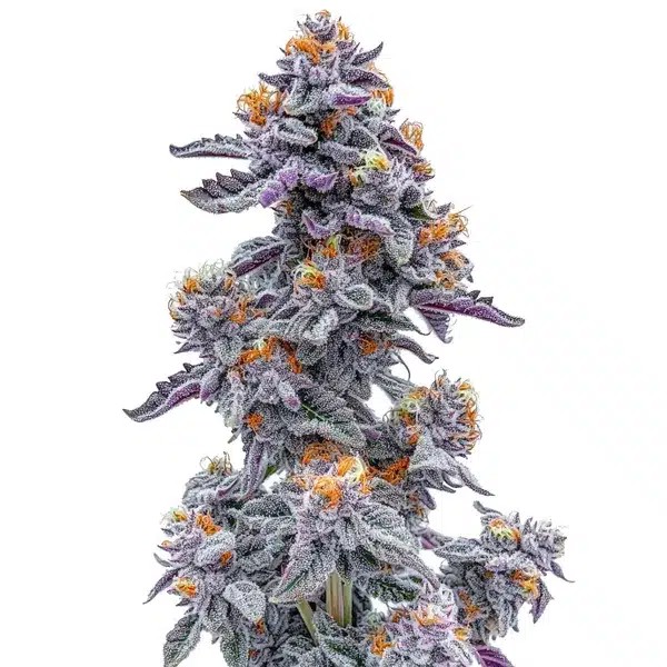 Ooze-image