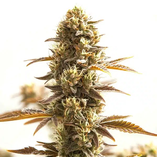 Orange Bud-image