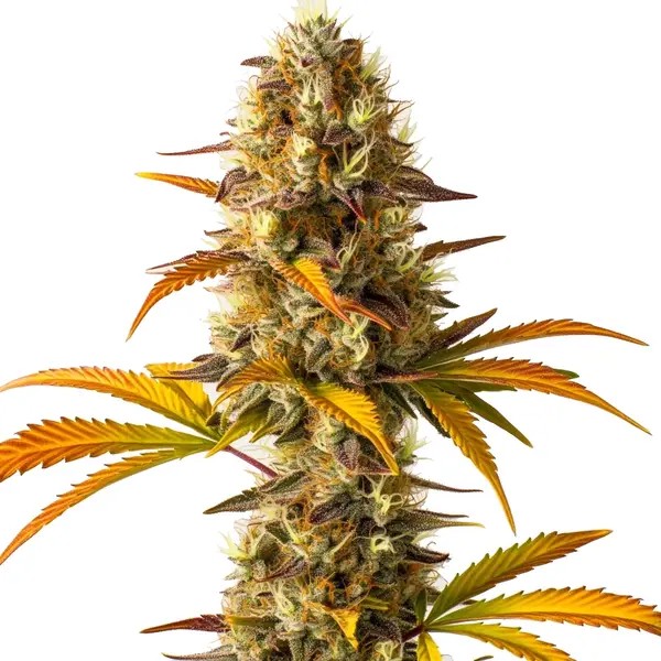 Orange Cookies-image