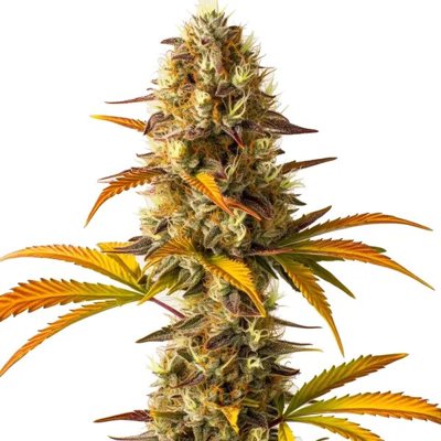 Orange Cookies