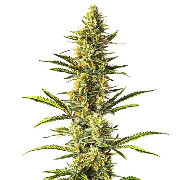 Orange Cream-image